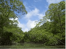 screenshot / wikipedia